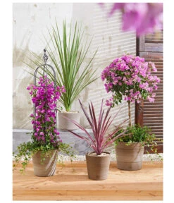 Drillingsblume, Ministamm 9 Drillingsblume, Ministamm -Ecopots Garten Geschaft 8583684 PR MO 001 KuebelpflanzenBougainvilleaCordyline 8684482