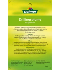 Drillingsblume, Ministamm 11 Drillingsblume, Ministamm -Ecopots Garten Geschaft 8583700 DrillingsblumeStamm 28012016 2