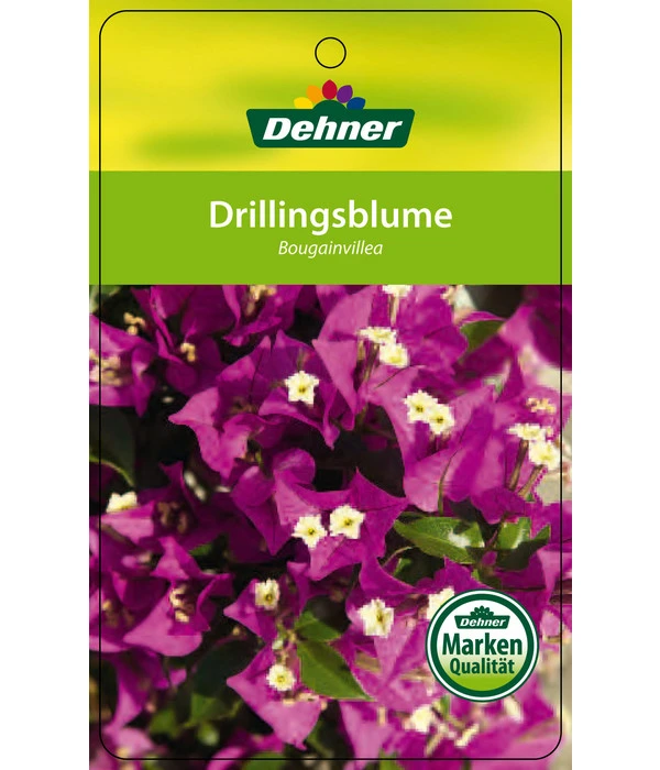 Drillingsblume, Ministamm 6 Drillingsblume, Ministamm – Bild 4