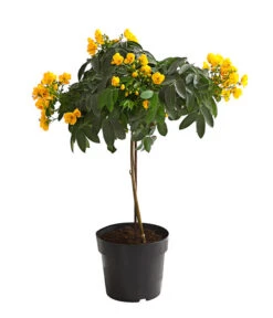 Gewürzrinde, Stämmchen