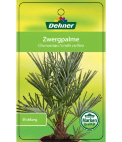 Blaue Zwergpalme 8 Blaue Zwergpalme -Ecopots Garten Geschaft 8584401 Chamaeropshumiliscerifera 15112016 1
