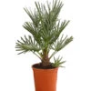 Blaue Zwergpalme 2 Blaue Zwergpalme -Ecopots Garten Geschaft 8584401 WE FS 001 ChamaeropsHumillisOWCeriferaT18DehnerExpressHerzig