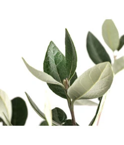 Brasilianische Guave -Ecopots Garten Geschaft 8586158 WE DE 002 FeijoaSelowianaBuschT24BrasilianischeGuave