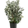 Brasilianische Guave -Ecopots Garten Geschaft 8586158 WE FS 001 FeijoaSelowianaBuschT24BrasilianischeGuave