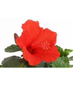 Zimmerhibiskus - Hibiscus Rosa-sinensis, Stämmchen, Verschiedene Sorten -Ecopots Garten Geschaft 8587347 PR DE 002 HibiscusStammMixT17DehnerExpressHerzig