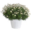 Margerite, Busch, Weiß 2 Margerite, Busch, Weiß -Ecopots Garten Geschaft 8589624 PR FS 001 ChrysanthemumFrutescensMargeriteWeissBuschT25DehnerExpressHerzig