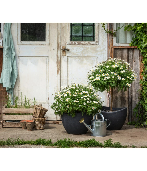 Margerite, Busch, Weiß 4 Margerite, Busch, Weiß – Bild 2