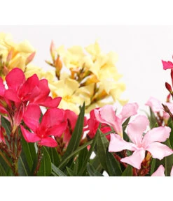 Oleander-Trio -Ecopots Garten Geschaft 8596843 PR DE 001 OleanderBuschTricolorT19DehnerExpressHerzig