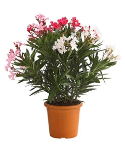 Oleander-Trio -Ecopots Garten Geschaft 8596843 PR FS 002 OleanderBuschTricolorT19DehnerExpressHerzig