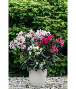 Oleander-Trio -Ecopots Garten Geschaft 8596843 PR MO 001 OleanderTricolorLucknerMai2015