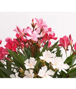 Oleander-Trio -Ecopots Garten Geschaft 8596843 WE DE 002 OleanderBuschTricolorT19DehnerExpressHerzig