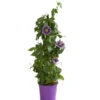 Passionsblume, Pyramide 2 Passionsblume, Pyramide -Ecopots Garten Geschaft 8597122 WE FS 001 PassifloraVerschiedeneSortenT19OWDehnerExpressHerzig
