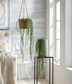 Dehner Keramik-Vase Toni, Rund, Grau 7 Dehner Keramik-Vase Toni, Rund, Grau -Ecopots Garten Geschaft 8598096 WE MO 001 HoyaLinearisT12