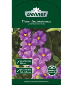 Blauer Enzianstrauch -Ecopots Garten Geschaft 8600835 BlauerEnzianstrauch Etikett 1