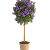 Blauer Enzianstrauch -Ecopots Garten Geschaft 8600835 PR FS 001 LycianthesRantonettiBlauSt27PRDehnerExpressHerzig