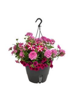 Blumenampel, Verschiedene Sorten 14 Blumenampel, Verschiedene Sorten -Ecopots Garten Geschaft 8602864 WE FS 004 KombiampelMixT27