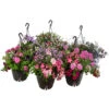 Blumenampel, Verschiedene Sorten -Ecopots Garten Geschaft 8602864 WE FS 010 KombiampelMixT27