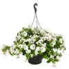 Hängepetunie, Ampel, Verschiedene Sorten, Weiß/pink 2 Hängepetunie, Ampel, Verschiedene Sorten, Weiß/pink -Ecopots Garten Geschaft 8605164 WE FS 002 HaengepetunieAmpelT35
