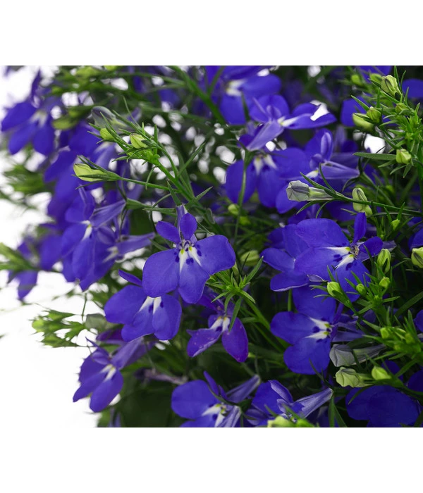 Männertreu, Ampel 4 Männertreu, Ampel – Bild 2