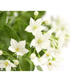 Jasminblütiger Nachtschatten, Ampel 7 Jasminblütiger Nachtschatten, Ampel -Ecopots Garten Geschaft 8606733 PR DE 001 SolanumJasminoidesAmpelNachtschattenT20DehnerExpressHerzig
