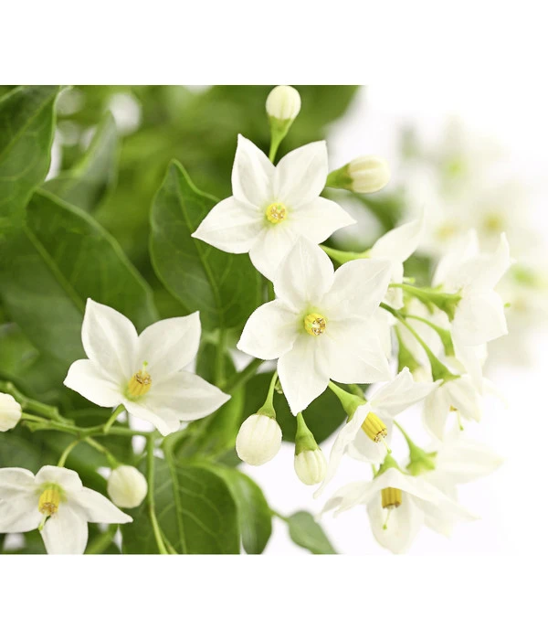 Jasminblütiger Nachtschatten, Ampel 5 Jasminblütiger Nachtschatten, Ampel – Bild 3