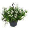 Jasminblütiger Nachtschatten, Ampel -Ecopots Garten Geschaft 8606733 WE FS 001 JasminbluetigerNachtschattenT20