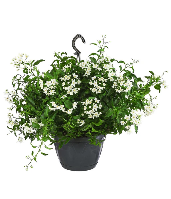 Jasminblütiger Nachtschatten, Ampel 3 Jasminblütiger Nachtschatten, Ampel