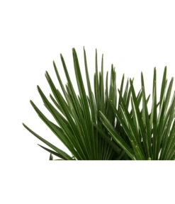 Hanfpalme, Multistamm 7 Hanfpalme, Multistamm -Ecopots Garten Geschaft 8607855 WE DE 001 HanfpalmeTrachycarpusFortuneiT36