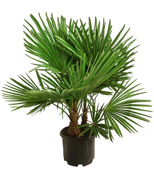 Hanfpalme, Multistamm 3 Hanfpalme, Multistamm