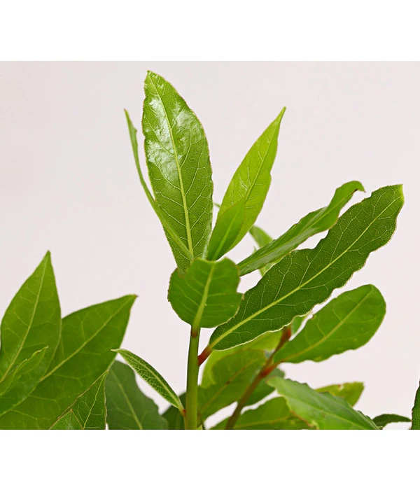 Echter Lorbeer 5 Echter Lorbeer – Bild 3