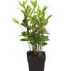 Echter Lorbeer -Ecopots Garten Geschaft 8609943 PR FS 001 LaurusNobilisKuechenlorbeerLorbeerSaemlingT9DehnerExpressHerzig