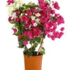 Drillingsblumen-Duo, Spalier 1 Drillingsblumen-Duo, Spalier -Ecopots Garten Geschaft 8618258 PR FS 001 BougainvilleaTwinSpalier19DehnerExpressHerzig