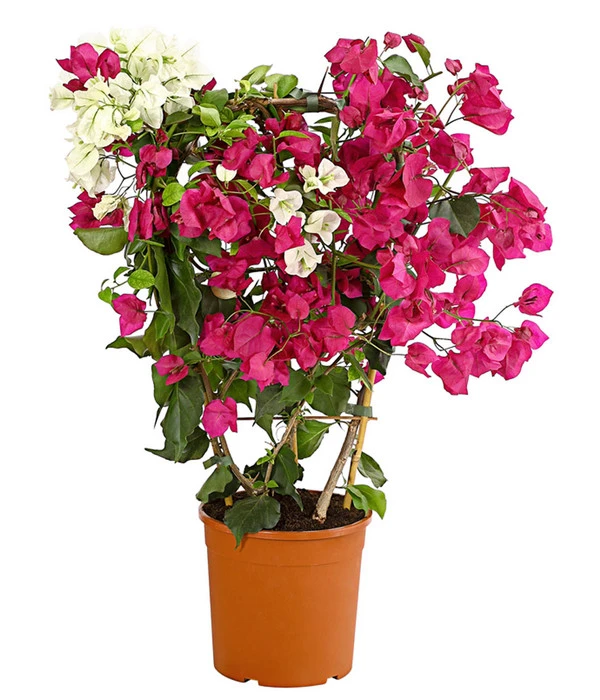 Drillingsblumen-Duo, Spalier 3 Drillingsblumen-Duo, Spalier