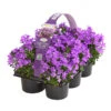 Polster-Glockenblume 'Ocean', 6er Schale 1 Polster-Glockenblume 'Ocean', 6er Schale -Ecopots Garten Geschaft 8618407 WE FS 001 GlockenblumeCampanulaOcean6erPackT9OWDehnerExpressHerzig