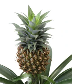 Ananaspflanze - Ananas Comosus, In Keramik 9 Ananaspflanze - Ananas Comosus, In Keramik -Ecopots Garten Geschaft 8627978 WE DE 001 AnanaspflanzeInKeramik