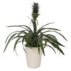 Ananaspflanze - Ananas Comosus, In Keramik -Ecopots Garten Geschaft 8627978 WE FS 001 AnanasInKeramikT13