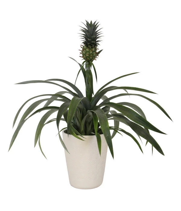 Ananaspflanze - Ananas Comosus, In Keramik 3 Ananaspflanze - Ananas Comosus, In Keramik