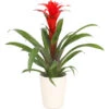 Guzmanie - Guzmania Calypso, In Keramik -Ecopots Garten Geschaft 8628018 WE FS 001 GuzmaniaCalypsoInKeramikT13