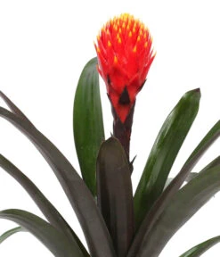 Guzmanie - Guzmania 'Tala', In Keramik -Ecopots Garten Geschaft 8628034 WE DE 001 GuzmaniaTalaInKeramik