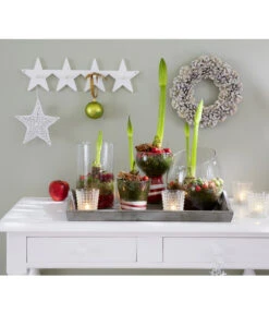 Amaryllis - Hippeastrum Hybride, Eintriebig, Rot 8 Amaryllis - Hippeastrum Hybride, Eintriebig, Rot -Ecopots Garten Geschaft 8646994 8700809 WE MO 001 Amaryllis 009 1