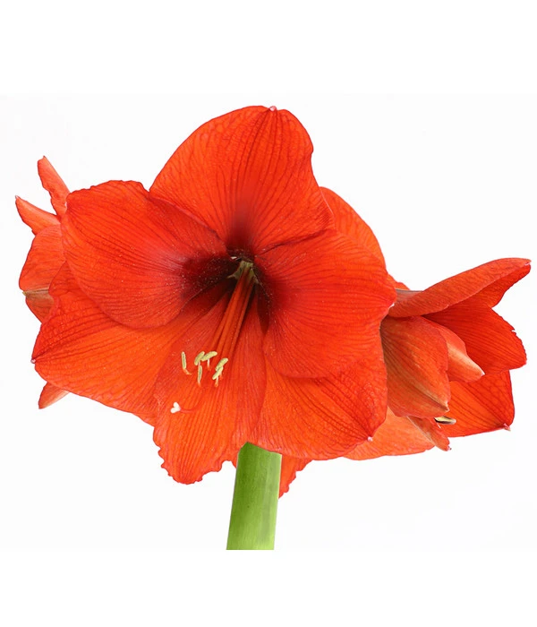 Amaryllis - Hippeastrum Hybride, Eintriebig, Rot 4 Amaryllis - Hippeastrum Hybride, Eintriebig, Rot – Bild 2