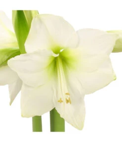 Amaryllis - Hippeastrum-Hybride -Ecopots Garten Geschaft 8646994 WE DE 001 AmaryllisRittersternHippeastrum1TrWeissHerzig