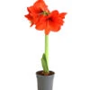 Amaryllis - Hippeastrum Hybride, Eintriebig, Rot 1 Amaryllis - Hippeastrum Hybride, Eintriebig, Rot -Ecopots Garten Geschaft 8646994 WE FS 001 AmaryllisHippeastrumT12RotEintrieberDehnerExpressHerzigOW