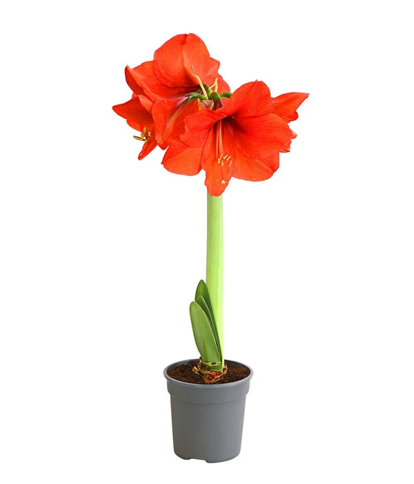 Amaryllis - Hippeastrum Hybride, Eintriebig, Rot 3 Amaryllis - Hippeastrum Hybride, Eintriebig, Rot