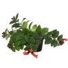 Schamblume - Aeschynanthus Radicans 'Mona Lisa' 1 Schamblume - Aeschynanthus Radicans 'Mona Lisa' -Ecopots Garten Geschaft 8650210 PR FS 002 SchamblumeAeschynanthusRadicansMonaLisaT11DehnerExpressHerzig