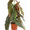 Polka-Dot Begonie - Begonia Maculata 1 Polka-Dot Begonie - Begonia Maculata -Ecopots Garten Geschaft 8651291 PR FS 001 BegonieMaculataT12DehnerExpressHerzig