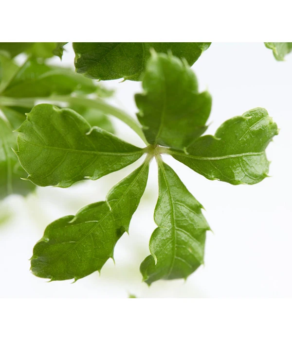 Kleine Zimmerrebe - Cissus Striata 4 Kleine Zimmerrebe - Cissus Striata – Bild 2