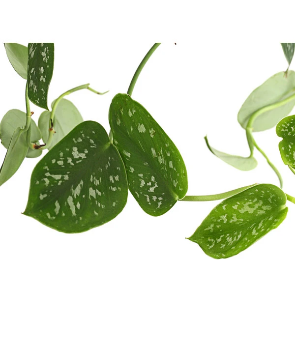 Gefleckte Efeutute - Scindapsus 'Pictus', Ampel 5 Gefleckte Efeutute - Scindapsus 'Pictus', Ampel – Bild 3