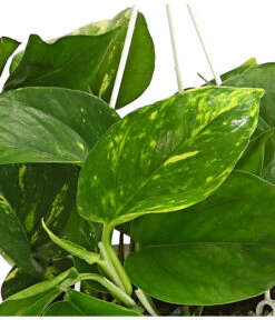 Efeutute - Epipremnum Aureum 'Torro', Ampel -Ecopots Garten Geschaft 8660045 WE DE 001 EpipremnumAureumAmpelScindapsusT15DehnerExpressHerzig