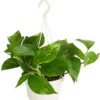 Efeutute - Epipremnum Aureum 'Torro', Ampel 1 Efeutute - Epipremnum Aureum 'Torro', Ampel -Ecopots Garten Geschaft 8660045 WE FS 001 EpipremnumAureumAmpelScindapsusT15DehnerExpressHerzig